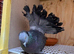 Indian Fantail
