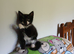 Pretty kittens