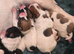 Jack pack puppies