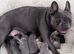 French Bulldog Puppies