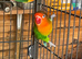 Lovebirds
