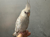 4 Hand reared baby cockatiels for new home