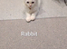 5 pure bred ragdolls