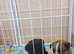 American akita pup male