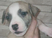 Beautiful staffy puppies looking for there forever loving home