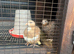 Quails jumbo coturnix