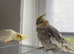 &pound;160 for 2 baby cockatiels handreared