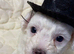 BICHON PUPPIES