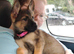 Straight back german shepherd girl