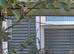 2025 Goldfinch pr