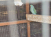 Breeding pair of ring necks