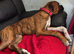 Boxer puppy 6 months old