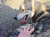 Northern Inuit puppies
