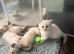 Beautiful ragdoll kittens for sale