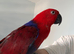 Red-sided Eclectus For sale