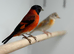 Red Siskin