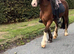 14.1hh Kind novice mare, hacking machine
