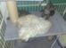 Bengal babies looking for their forever homes