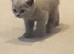 Gccf lilac British shorthair active