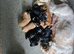 Cocker spaniel puppies for sale.