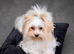 Beautiful Golddust Girl Yorkshire terrier with Pedigree