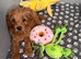 F1b Cavapoo Puppies 1 Boy 2 Girls