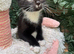 RAGDOLL MIX BOY READY NOW