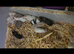Curley, fancy mice