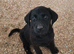 Labrador puppies