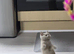 Beautiful chunky BSH Lilac NEEDS REHOMING