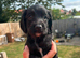 5 week old F1 Sprocker Pups
