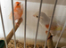 Dimorphic canaries pair