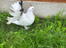 2x Indian fantail hen