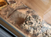 Bearded dragon