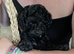 Asian toy poodle girls available