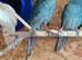 Breeding pair of kakarikis