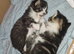 GORGEOUS RESCUE KITTENS & MUM | READY OCTOBER