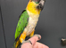 Beautiful Handreared Galah, Caique & Parrotlets!!!