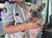 French bulldog pups