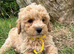 Cavachon x toy poodle puppies