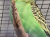 1 11 week old female budgie ready now