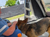 German shepeard