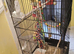 Large Floor Mounted Wheeled Birdcage.