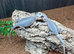 Bearded Dragons Various Morphs
