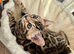 Gorgeous! One of the Kind Bengal Baby!