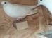 Birmingham rollers stock birds pure white