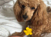 Miniature poodle female