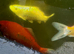 Koi carp for sale