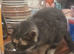 Beautiful grey tortoiseshell girl