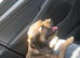 Border terrier puppies KC Registered